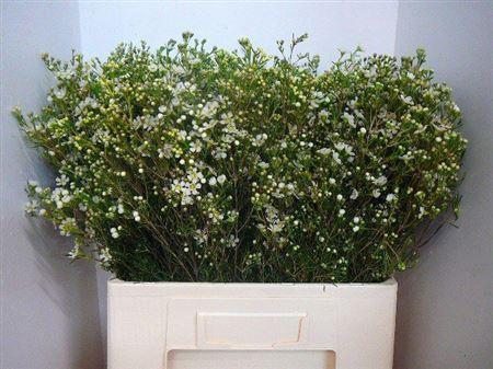 <h4>Chame Un Jupite Moon</h4>