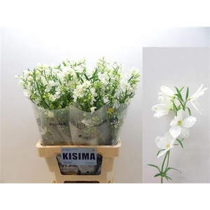 Delph En Morpho Silky White