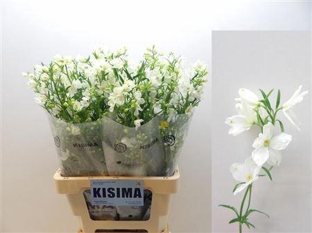 <h4>Delph En Morpho Silky White</h4>