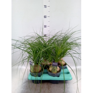 Beaucarnea recurvata
