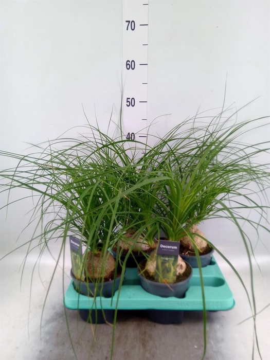 <h4>Beaucarnea recurvata</h4>
