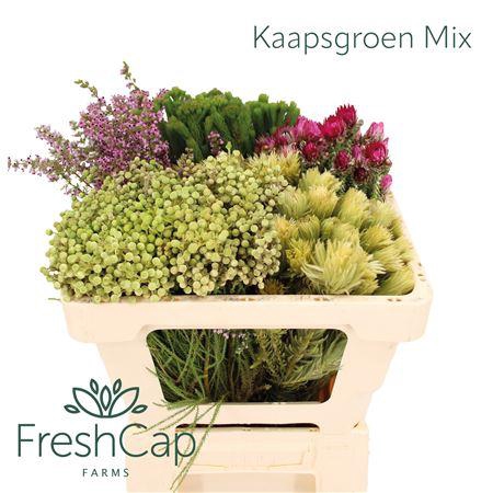 <h4>Kaapgsgroen Gemengd</h4>