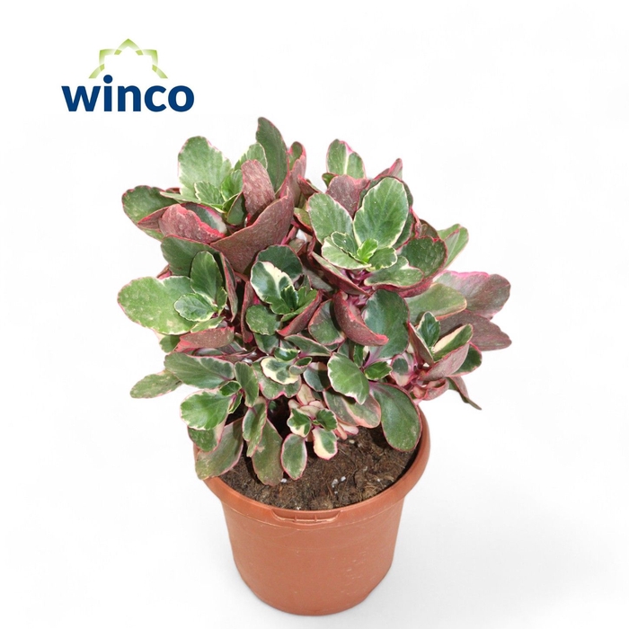 <h4>Kalanchoe Variegata Multicolor</h4>