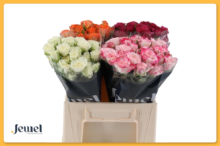 <h4>R TR GEM IN FUST</h4>