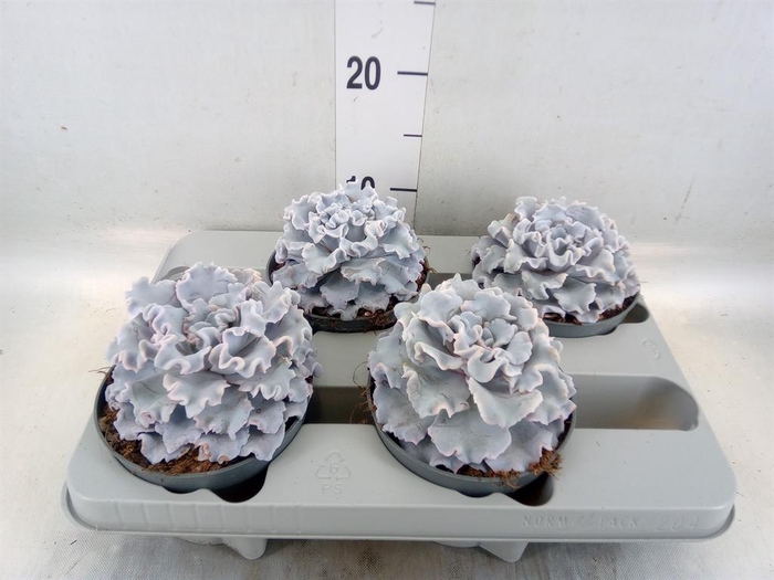 <h4>Echeveria ...</h4>