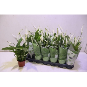 Spath Pearl Cupido