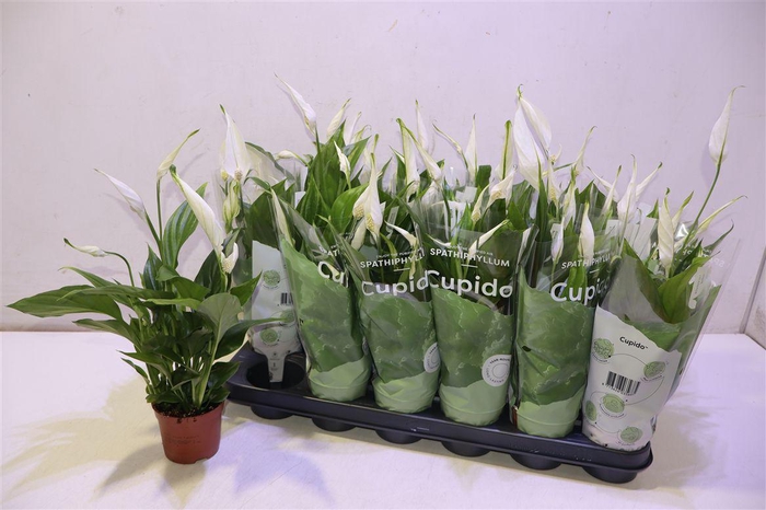 <h4>Spath Pearl Cupido</h4>