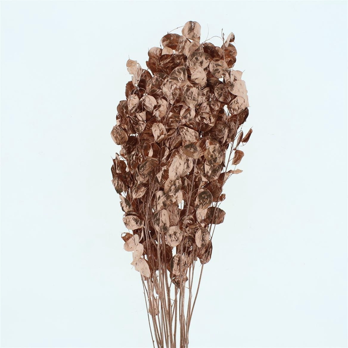 <h4>Dried Lunaria Copper P Stem</h4>
