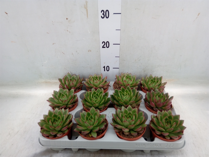 <h4>Echeveria agavoides</h4>