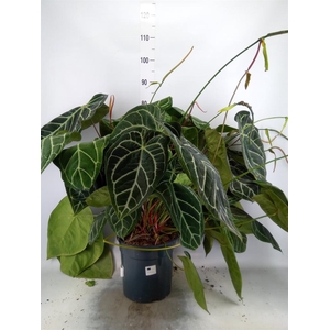 Anthurium crys. 'Karma Crystal Hyb'