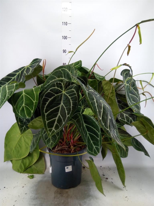<h4>Anthurium crys. 'Karma Crystal Hyb'</h4>
