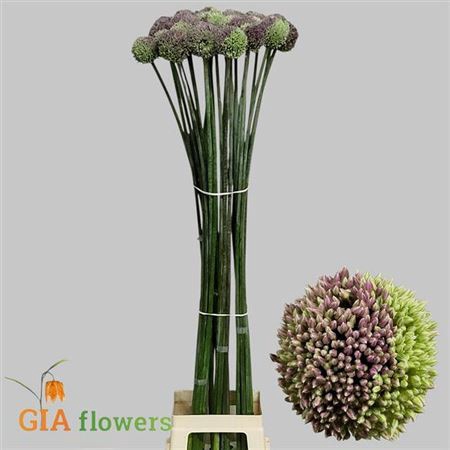 <h4>Allium Ov</h4>