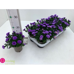 ASTER D AL PURPLE RO