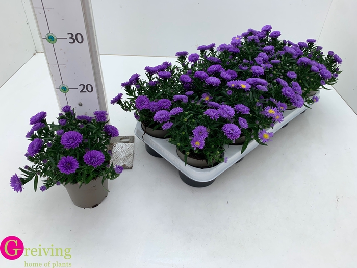 <h4>ASTER D AL PURPLE RO</h4>