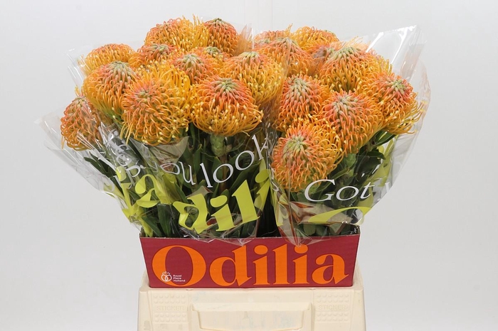 Nutans Ayoba Peach