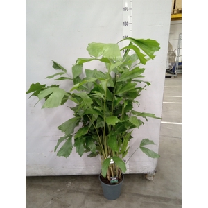 Caryota mitis