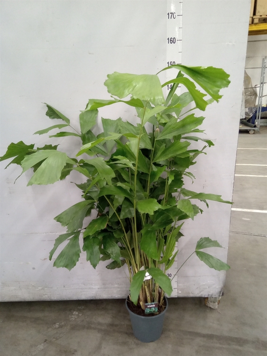 <h4>Caryota mitis</h4>