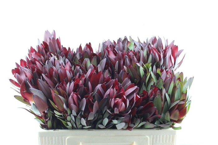 <h4>Leucad Saf Sunset</h4>