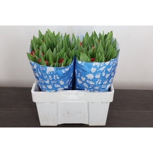 Tu En Antarctic Fire