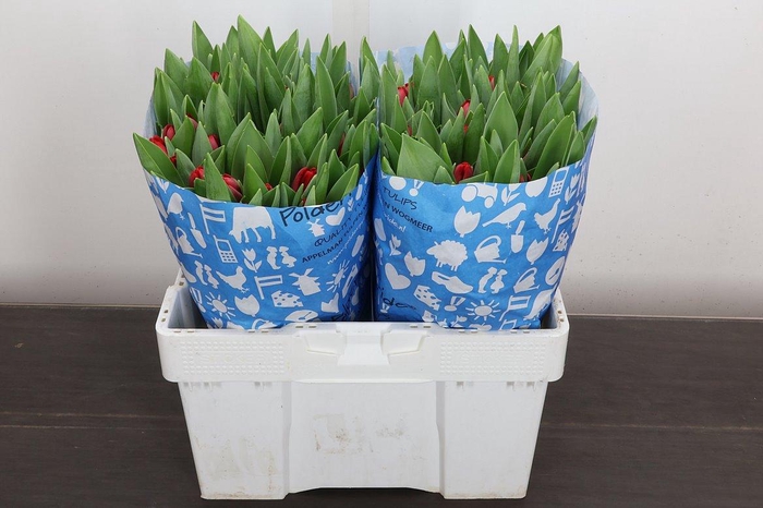 <h4>Tu En Antarctic Fire</h4>