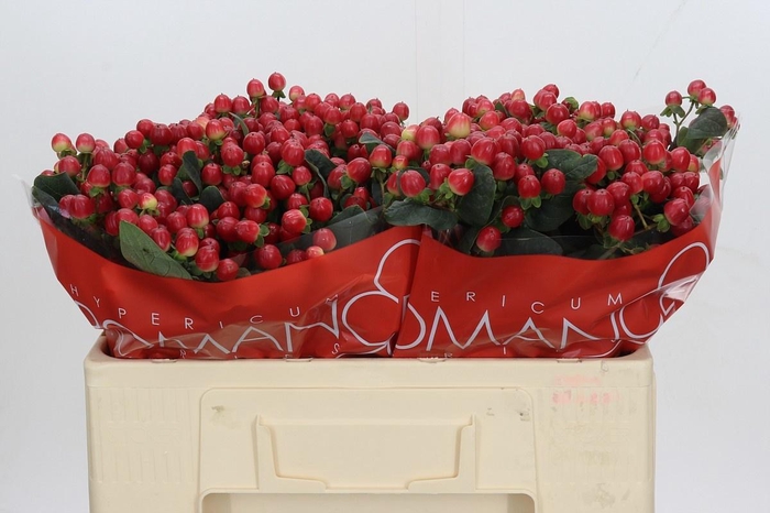 <h4>HYP TRUE ROMANCE</h4>