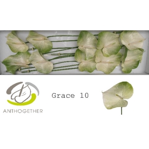 Anthurium Grace