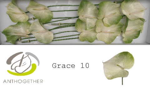 <h4>Anthurium Grace</h4>