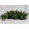 arr8 Scaev Fanatix Pink