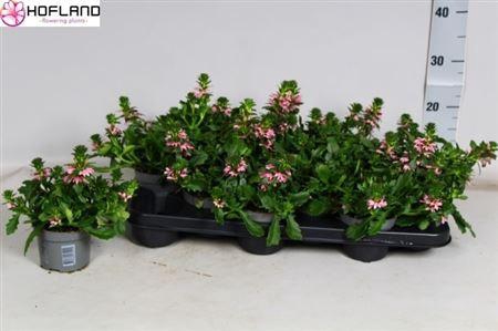 arr8 Scaev Fanatix Pink