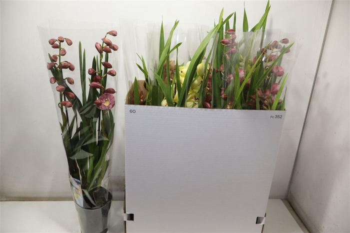 <h4>Cymb Gemengd</h4>