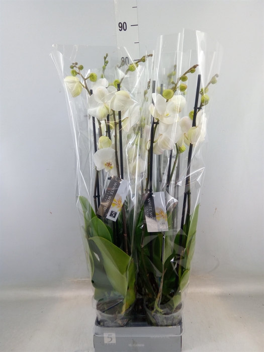 <h4>Phalaenopsis  'White World'</h4>