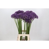 Allium Jackpot