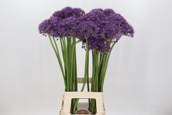 Allium Jackpot