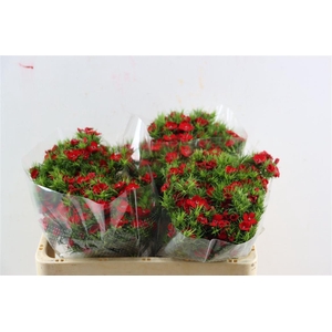 Di Barb Breanthus Amras Red