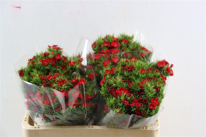 <h4>Di Barb Breanthus Amras Red</h4>