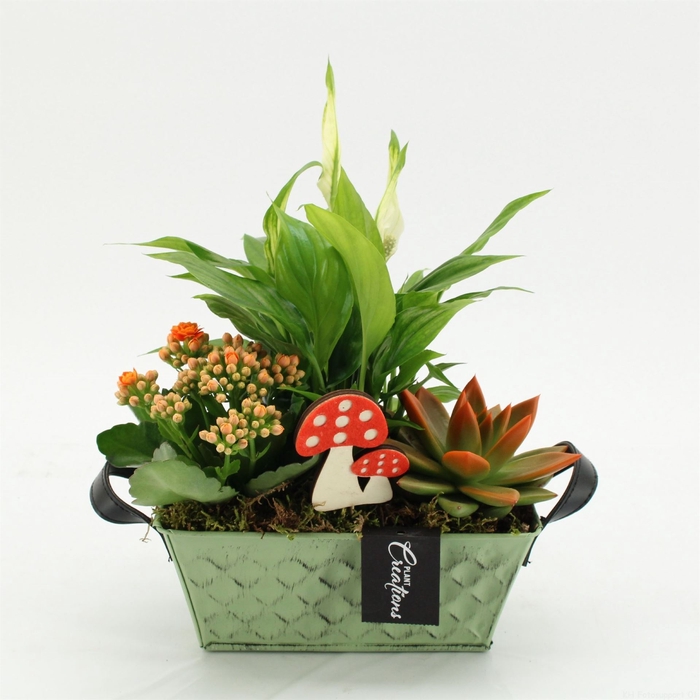 <h4>Arr.   Kamerplant Bloei L%</h4>