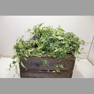 Ficus Sagittata