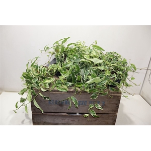 Ficus Sagittata