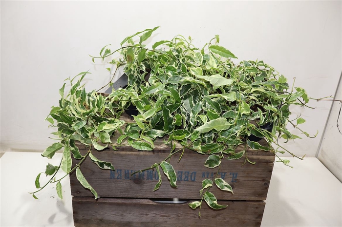 <h4>Ficus Sagittata</h4>