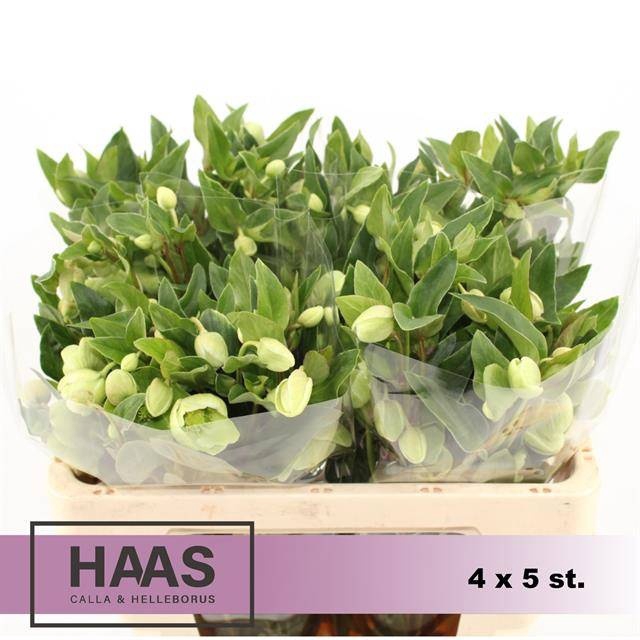 <h4>Helleborus Magnific Bells Haas Calla</h4>