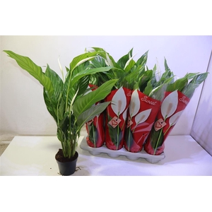 arr8 Spath Sweet Silvio