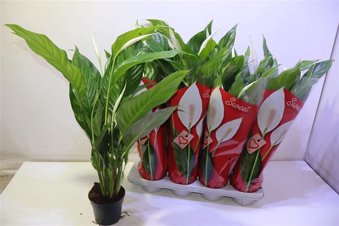 <h4>arr8 Spath Sweet Silvio</h4>