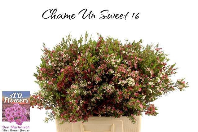 <h4>CHAME UN MY SWEET 16</h4>