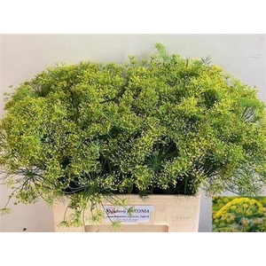 Anet Graveolens