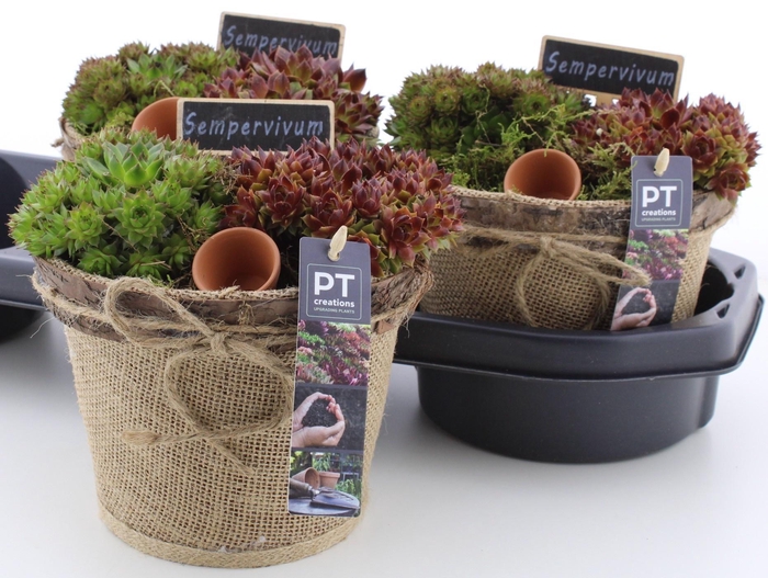 <h4>Arr Sempervivum</h4>