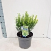 Euonymus japonicus Microphyllus Au