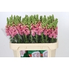 Antirrhinum Opus Pink