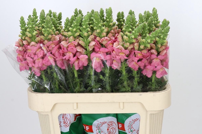 <h4>Antirrhinum Opus Pink</h4>