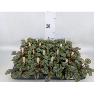 Peperomia albov. 'Piccolo Banda'