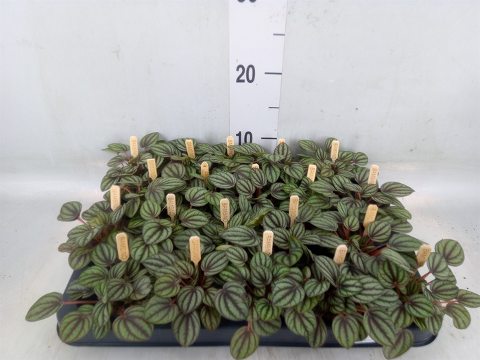 <h4>Peperomia albov. 'Piccolo Banda'</h4>
